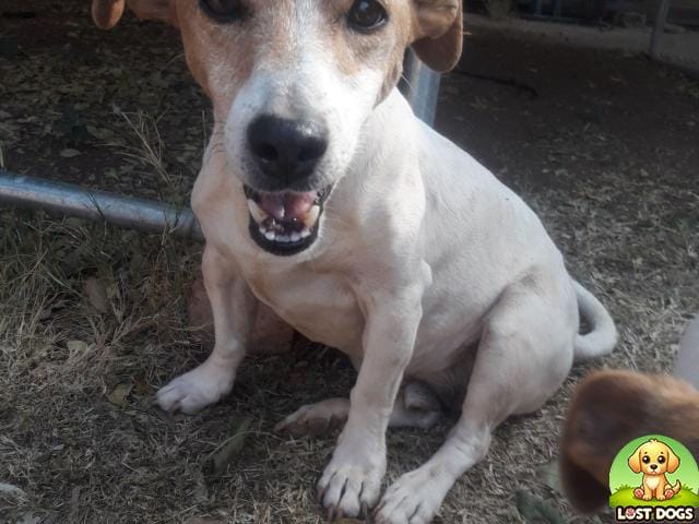 LOST: Buddy - Jack Russell Terrier in Rockville, Soweto (May 20, 2025)