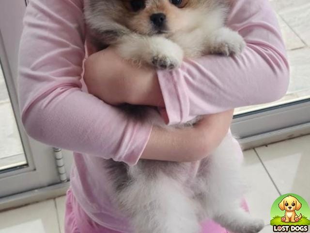 LOST: Pomeranian Puppy Missing in Honeydew, Roodepoort
