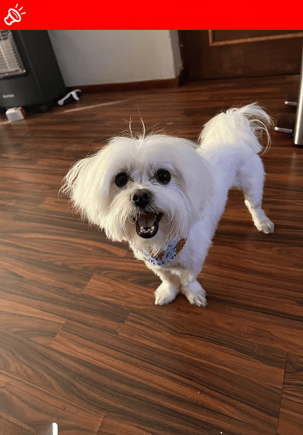 URGENT: LOST DOG - LEO - MIDRAND, GP - March 14, 2025