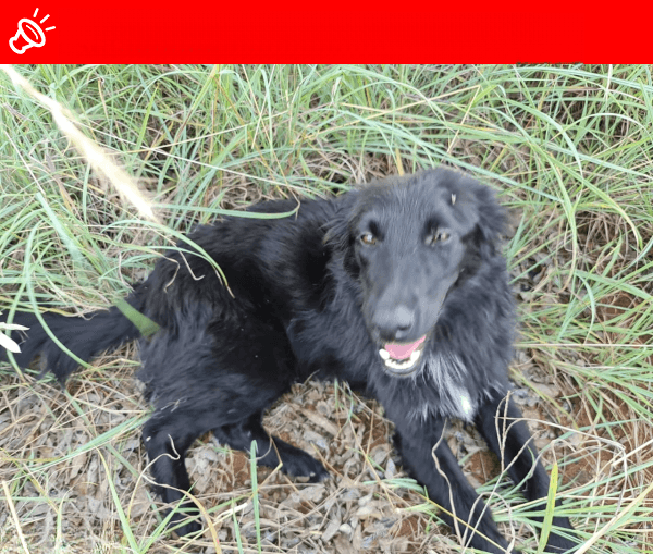 URGENT: MISSING Dog Isabella in Roodeplaat GP - Reward Offered!
