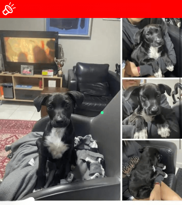 LOST DOG: Bunny (Black) - Pretoria, Gauteng (May 11, 2025)