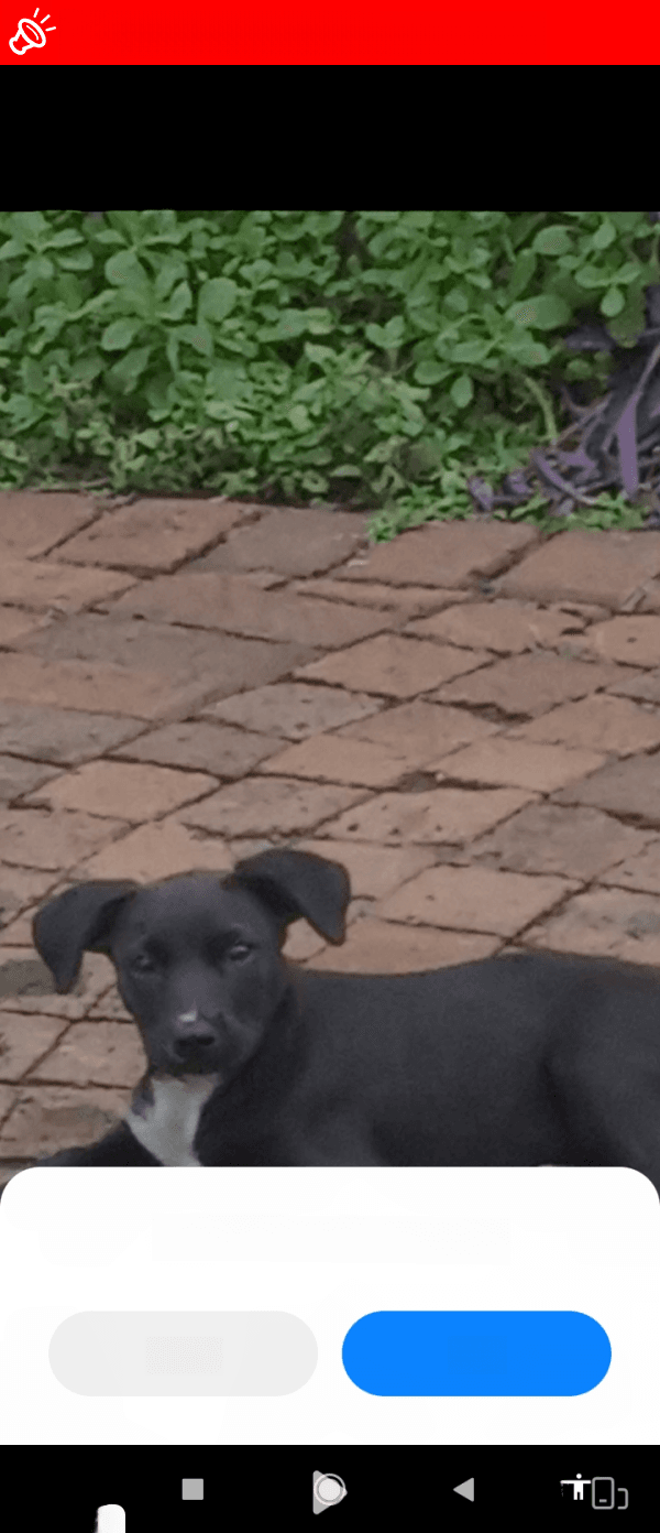 LOST DOG: Bunny - Black Dog Missing in Pretoria (Adcok/Ella St area)