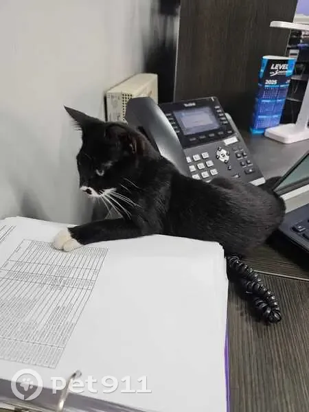 LOST KITTEN: Tuxedo Boy with Unique Paws - Rietfontein Rd, Boksburg