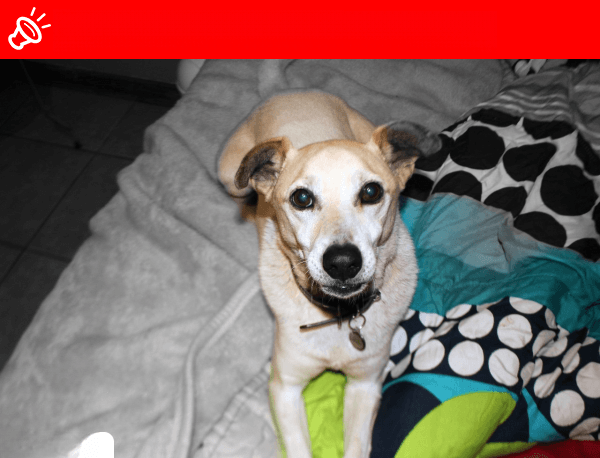 URGENT: LOST Africanis Dog - Gus - Erasmuskloof, Pretoria (March 28, 2025)