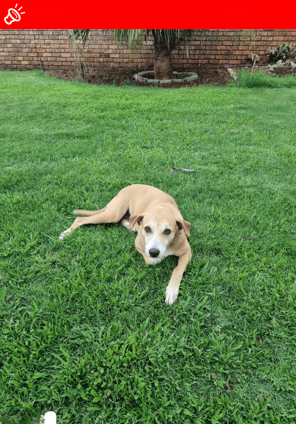 🚨 URGENT! LOST DOG: PRAWN - PRETORIA GP (Near Lavender Rd & Onderstepoort) 🚨