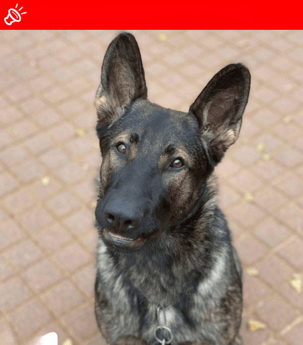 URGENT: LOST Dog Uber - Belgian Malinois - Montana Park, Pretoria (Lost in Stolen Vehicle)