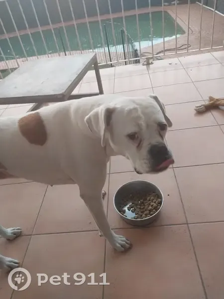 LOST DOG: MILO - White with Pearly Eye - Johannesburg