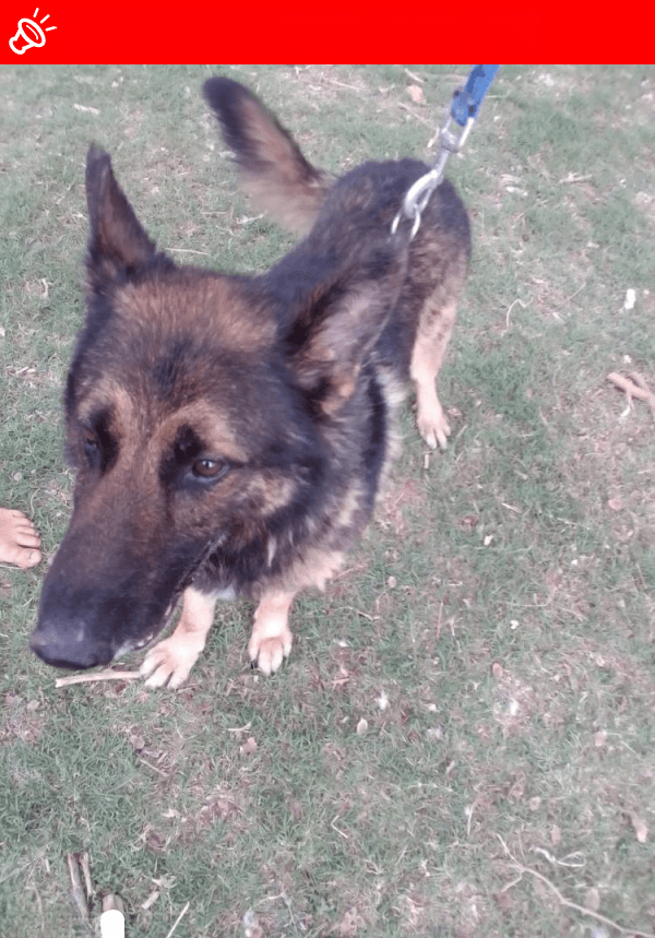 LOST SENIOR GERMAN SHEPHERD: MAX (10 Yrs Old) - Cullinan/Pretoria East Area, Gauteng