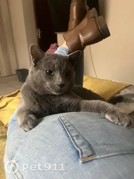 LOST: Klokkies - Friendly Grey Cat in Brackenhurst