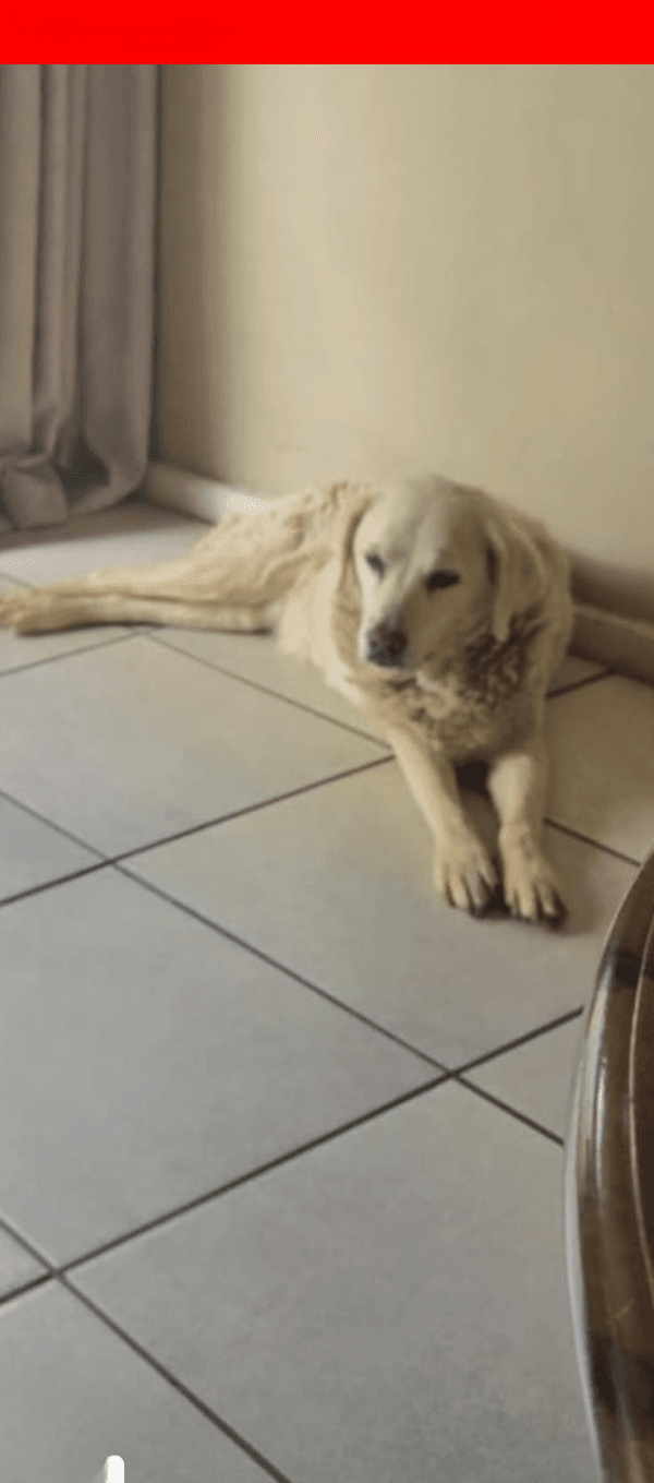 LOST: Elderly White Labrador - Miela - Pretoria (April 20, 2025)