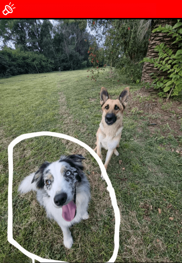 LOST DOG: Winter - Black & White Australian Shepherd near Chartwell, GP