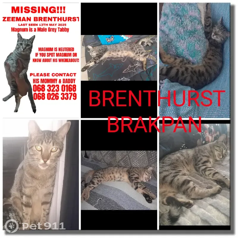 LOST CAT: Magnum - Grey/Silver Tabby in Brakpan