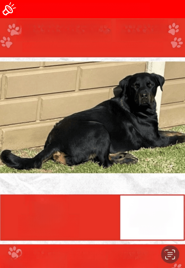 URGENT: LOST Black & Tan Rottweiler - Luna - Benoni (Petit area), GP