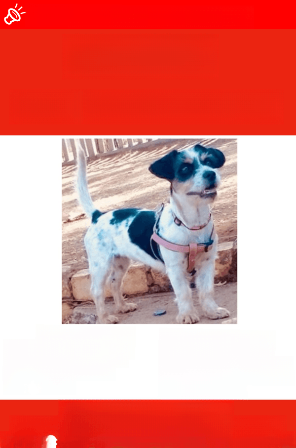 LOST: Daisy - Jack Russell Terrier near Meyerton Country Club, Meyerton, GP (April 4, 2025)