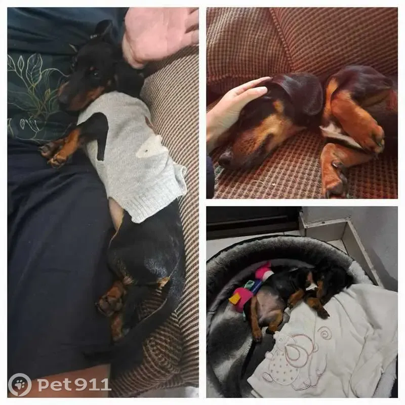 LOST Dog in ALBERTON | Black with White Chest Spot