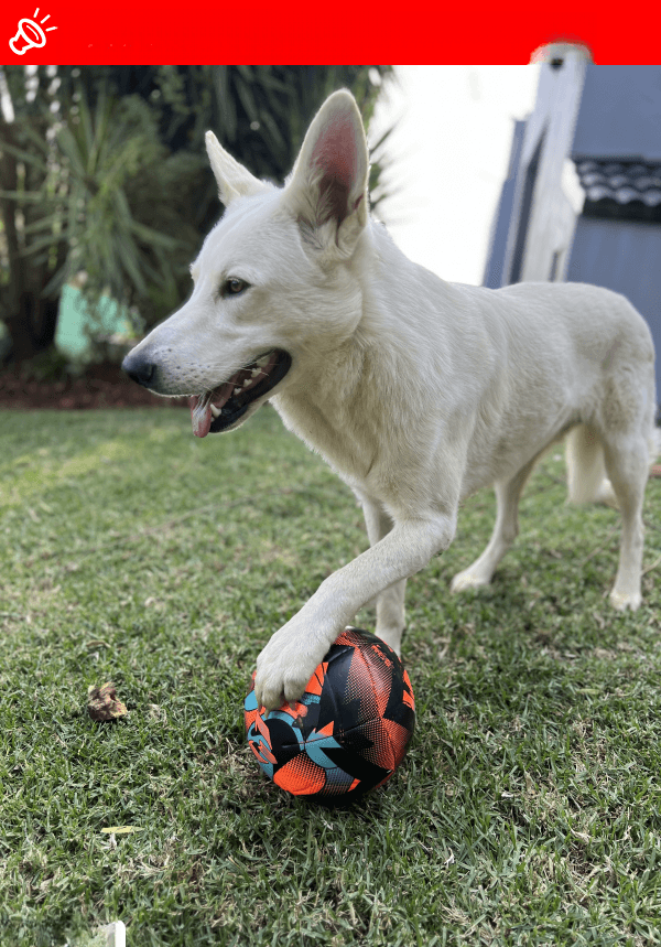 URGENT: Have You Seen Disa? Lost Swiss Shepherd in Roodepoort/Ruimsig (May 27, 2025)