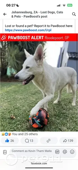 LOST: White German Shepherd Mix near Walter Sisulu Gardens, Krugersdorp