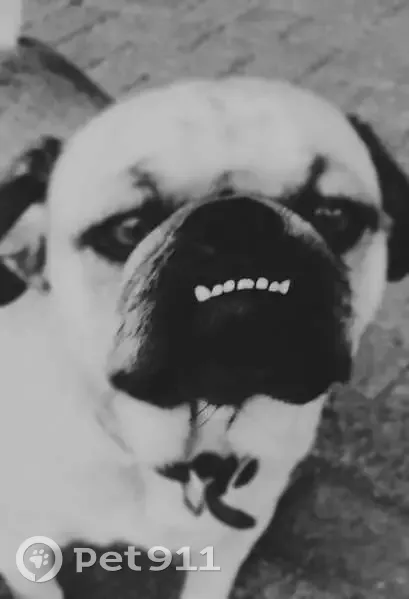 LOST: Friendly Pug in Krugersdorp, Gauteng | May 28, 2025