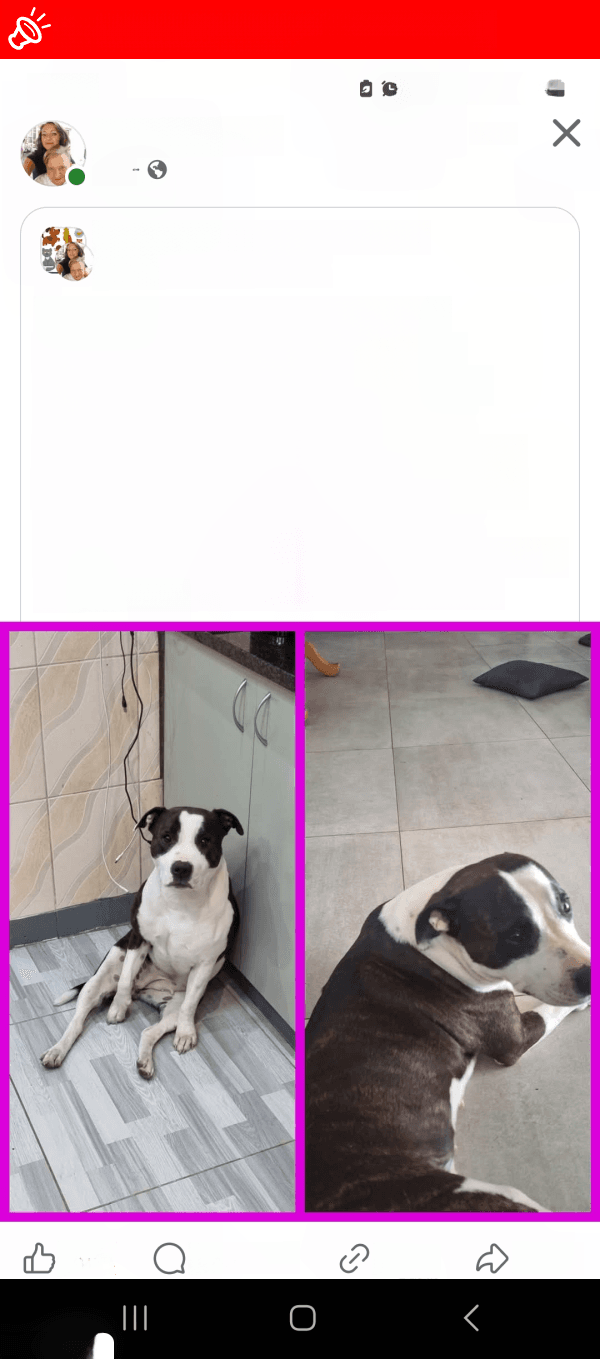 URGENT: LOST DOG - Alexa - Pretoria, GP (March 30, 2025)