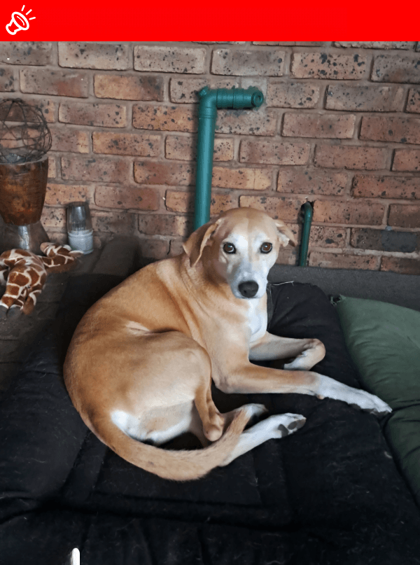 URGENT: LOST DOG Prawn - Pretoria (Gauteng) - April 23, 2025