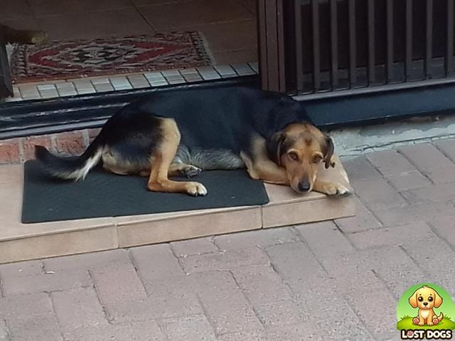 LOST DOG: Max - Small Mongrel/Crossbreed in Goodwood, Western Cape