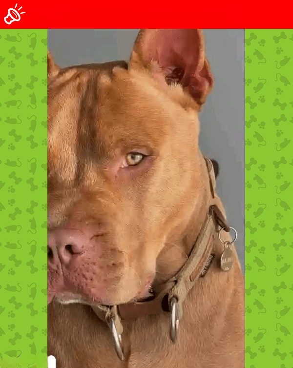 LOST DOG: Rex Missing in Pimville, GP (Unique Feature: One Ear!)