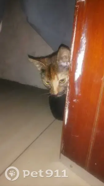 LOST Calico Cat with Black Mustache - Benoni, Webb St