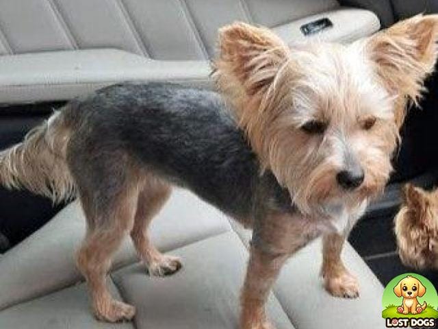 LOST: Juliet - Female Yorkie in Sandton (Rembrandtpark)