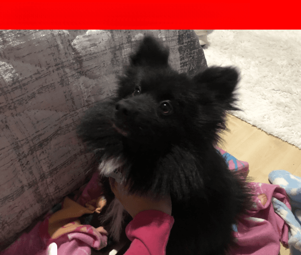 LOST DOG: Louis - Pretoria, Queenswood (March 26, 2025)