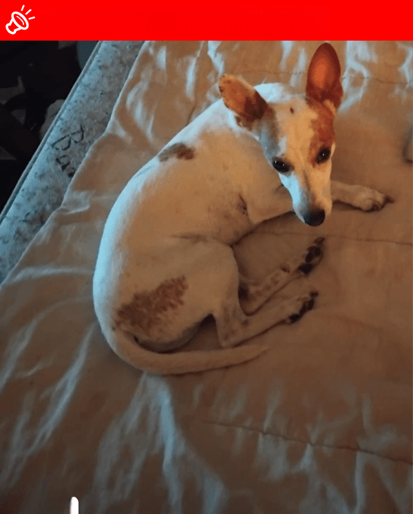 URGENT: LOST DOG! Knoffel Missing in Akasia, GP (Near The Orchards)