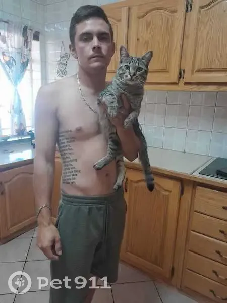 LOST: Magnum - Male Cat with Leg Injury in Brakpan