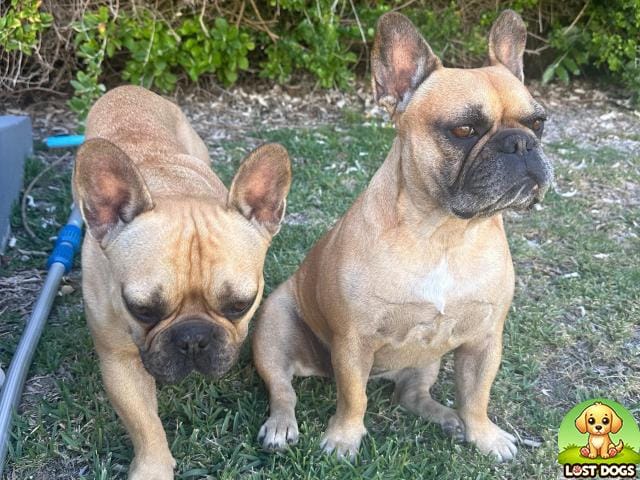 URGENT: LOST Light Brown French Bulldog (Girl) - Paarl, Boschenmeer Estate
