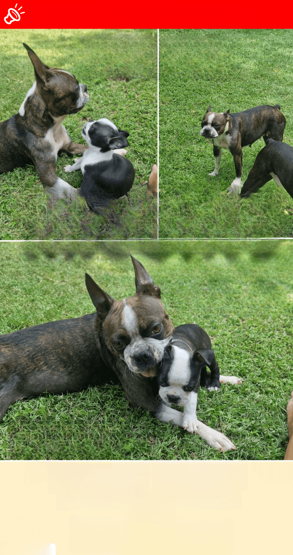 URGENT: LOST Dog Rosie - Black Brown Brindle Boston Terrier in Pretoria (GP)