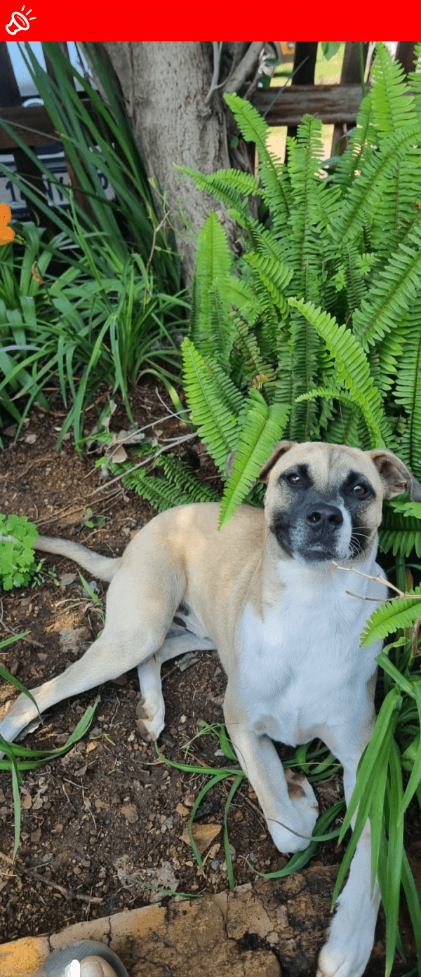 🆘 URGENT: LOST BOXER DIESEL - Garsfontein, Pretoria - FEB 10, 2025