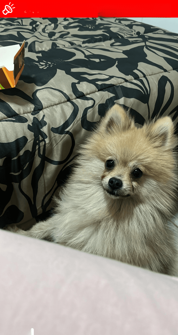 URGENT: LOST DOG Cody - Brixton, Johannesburg (June 2, 2025)