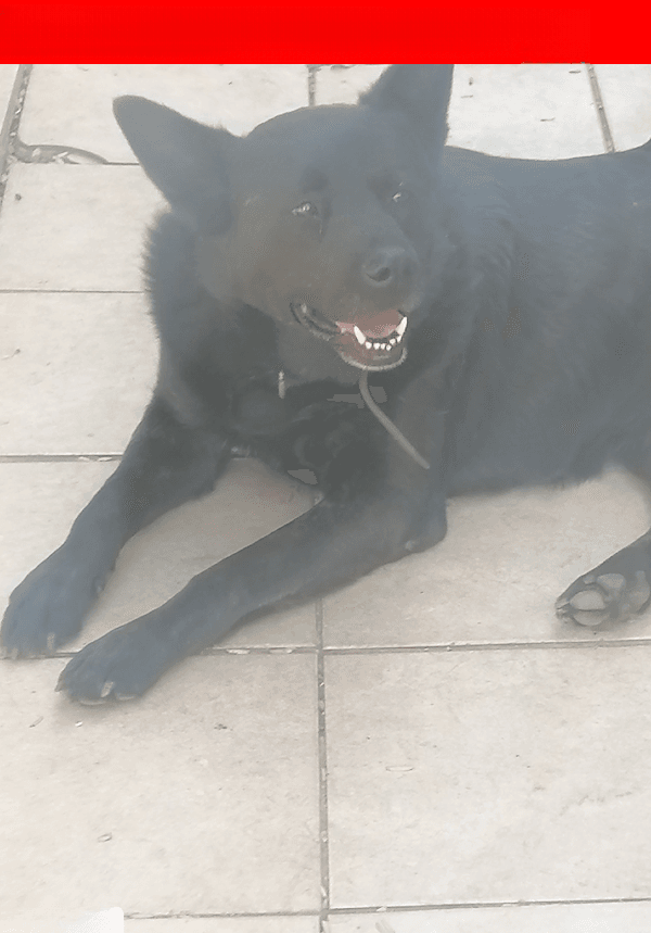 LOST DOG: Snoopy (Roodepoort, GP)