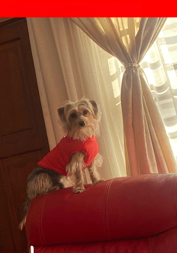 URGENT: LOST Dog Phoenix - Akasia, GP (June 14, 2025)