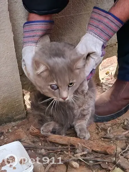 FOUND: Gentle Grey Nebelung Cat Rescued in Pretoria - Seeking Loving Home