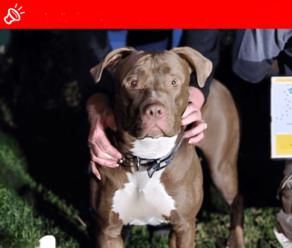 URGENT: Diesel MISSING in Johannesburg - Young Pitbull Afraid of Loud Noises