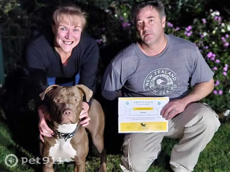 LOST: Skittish Chocolate Pitbull, 'Buddy', Johannesburg