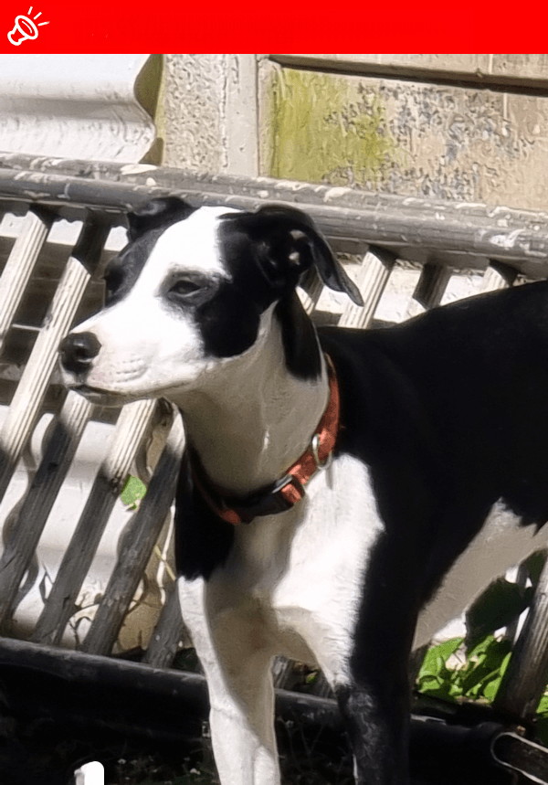 URGENT: LOST DOG Cleo - Randburg, GP (Needs Vet!)