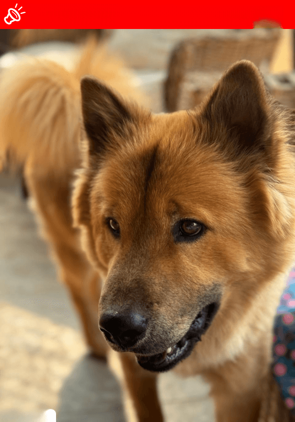 URGENT: Lost Dog - Scott Ten Missing near Sydenham, Johannesburg (June 5, 2025)