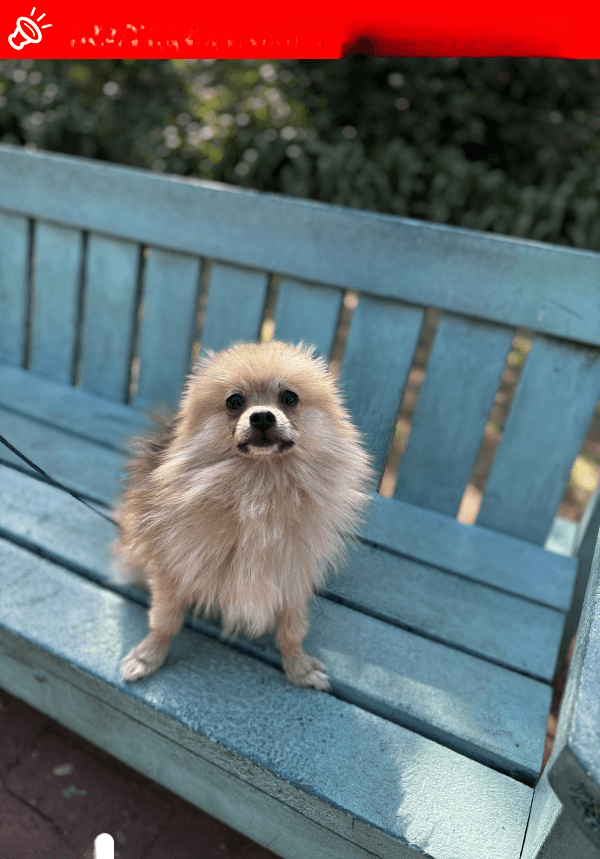 URGENT: LOST DOG - Cody - Johannesburg (GP) - June 2, 2025