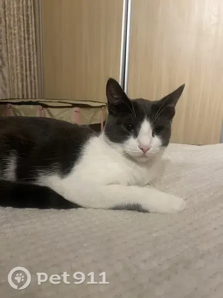 LOST CAT: Grey & White - 2nd Ave Area, Johannesburg