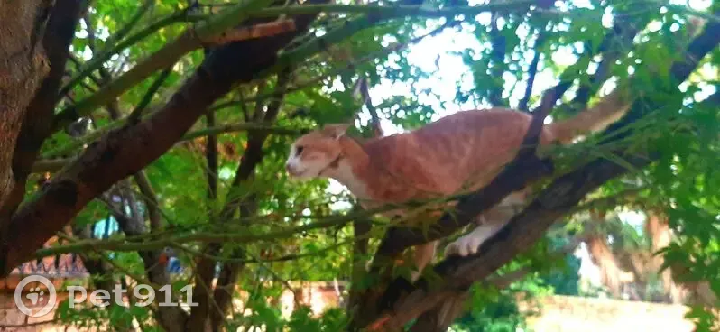 URGENT: Lost Ginger Kitten in Pretoria - Needs Meds!