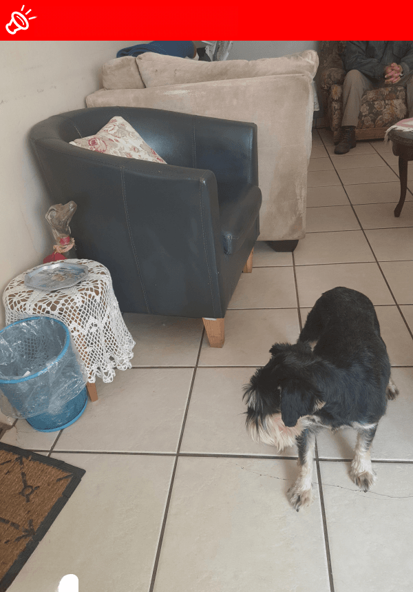 MISSING: Elsabé, Black & Silver Mini Schnauzer - Bojanala Platinum District (NW) - Lost April 6, 2025