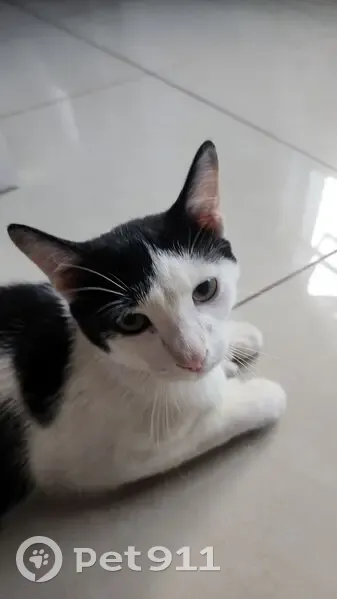 LOST CAT: Tuxedo with Unique Paws & Limp - Alberton