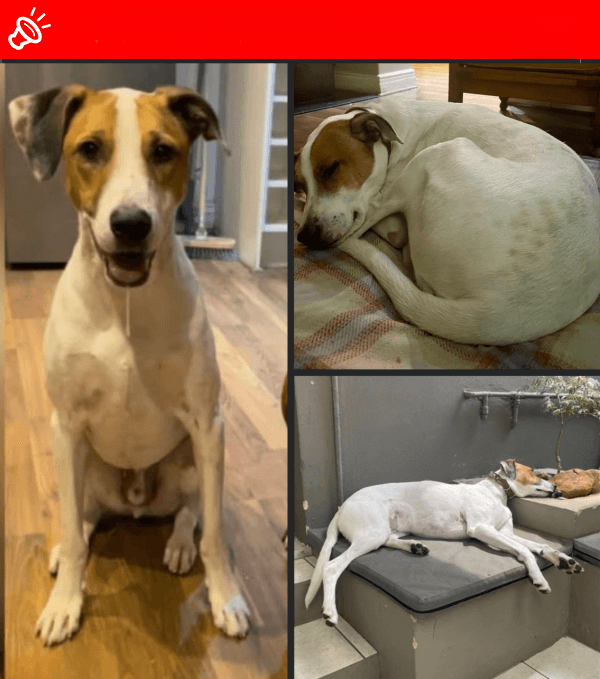 URGENT: LOST DOG - JAMIE - SOWETO (Melville Koppies East)