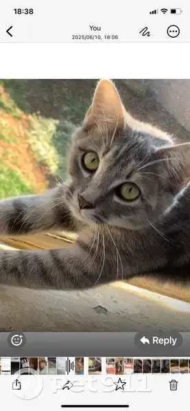 LOST: Young Female Cat - Brakpan, Gauteng