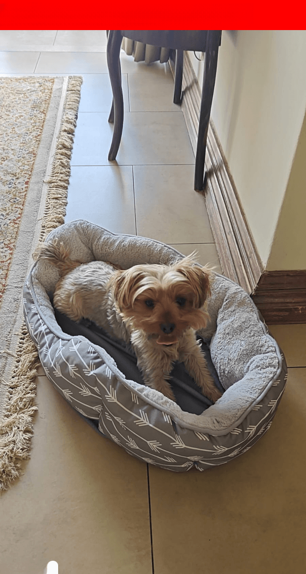 URGENT: MISSING YORKIE 'MIGGIE' - Last Seen Waverley, Pretoria